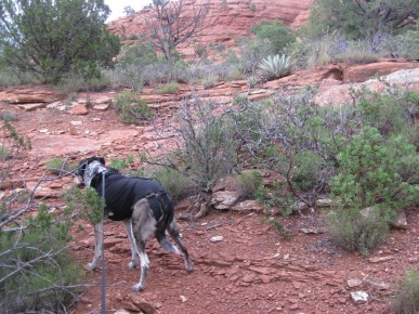 Bongo Heading Away from the Thunder