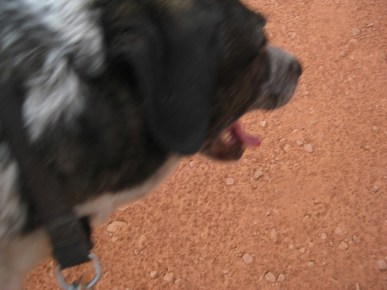 Bongo and Trail Dots Bongo looking at trail dots