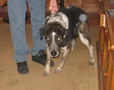 Holding Bongo from going out