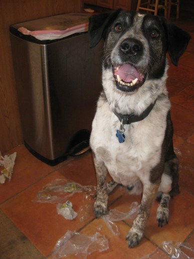 Bongo surrounded by garbage