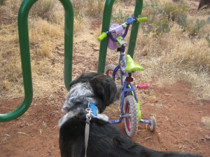 Bongo and Little Bike