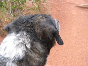 Bongo Looking at the Trail