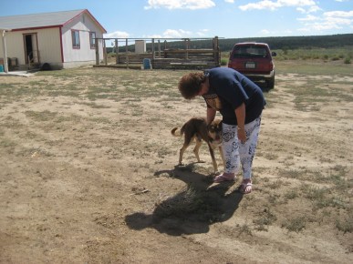 Brown Dog with Bongo's New Friend