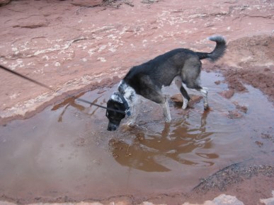 Pond is Back Bongo wading in the puddle