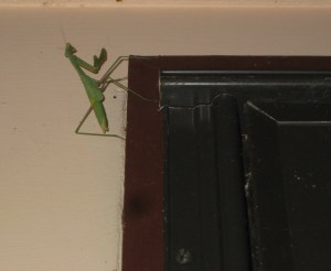Praying Mantis Praying Mantis