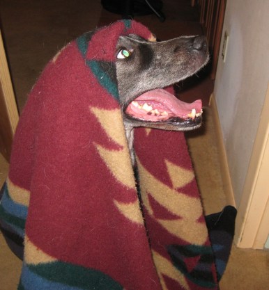 Bongo Under a Blanket