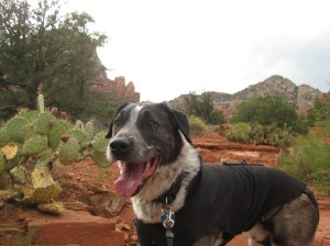 Bongo looking toward the thunder