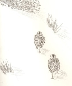 Baby Quail drawing