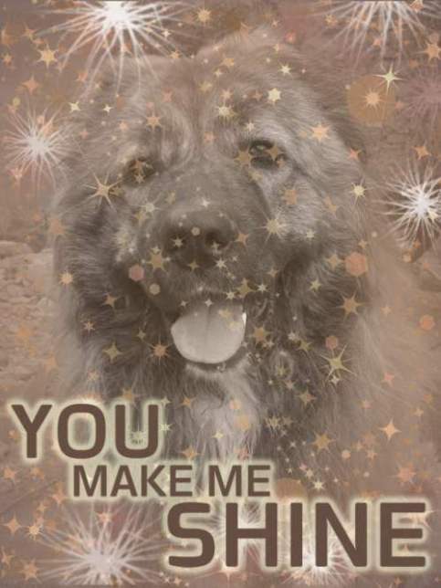 Bassas Blog You Make Me Shine Award