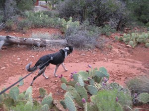 Bongo on the trail with prickly pear cactus around