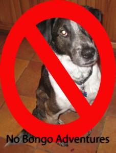 No Bongo Adventures
