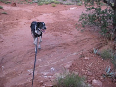 Bongo doesn't want to go that way