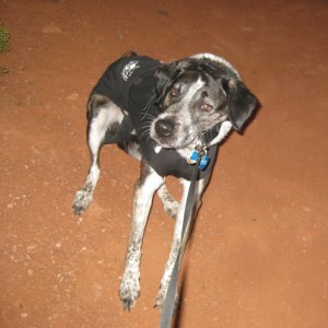 Bongo resisting the leash