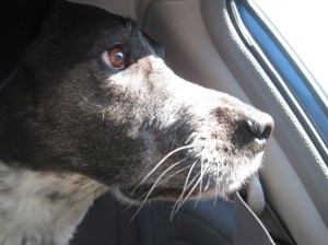 Bongo in the car realizing he's at the dog hotel