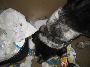 Bongo Raiding a Wastebasket