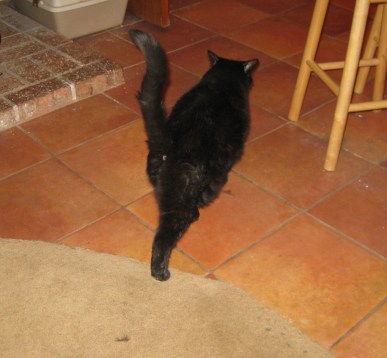 Running Inside Scratchy running into the house