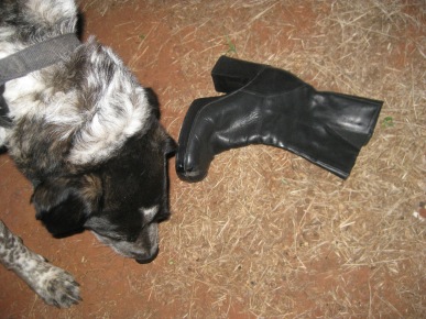 Bongo sniffing near a boot