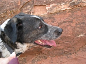 Bongo in front of empty spot in the rock