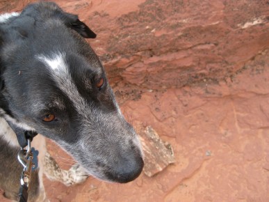 Bongo and the Missing Piece