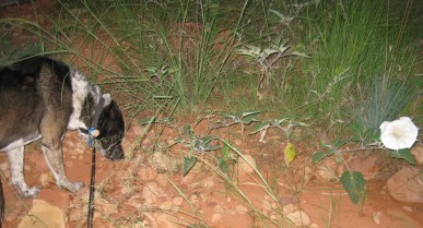 Bongo eating weeds near a morning glory flower