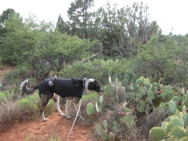 Bongo checking out a patch of prickly pear cactus