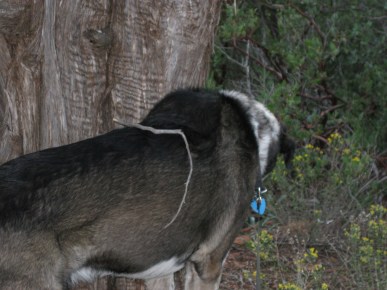Bongo near a tree with a small branch on his back