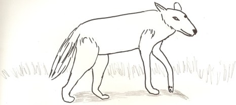 Coyote drawing