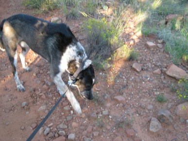 Bongo refusing to budge