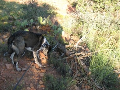 Bongo refusing to budge