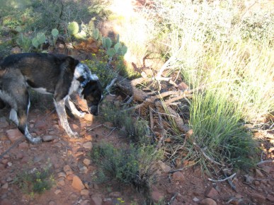 Bongo refusing to budge