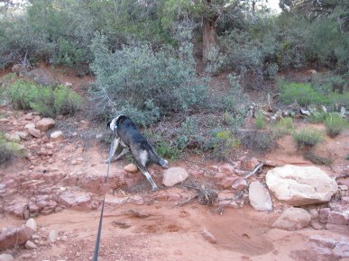 Bongo really refusing to budge