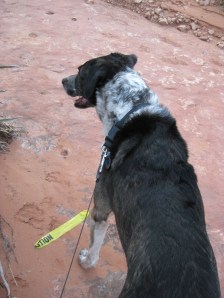 Do Not Cross Bongo behind a strip of Caution Tape