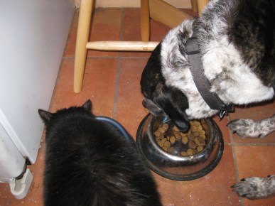 Scratchy drinking and Bongo eating