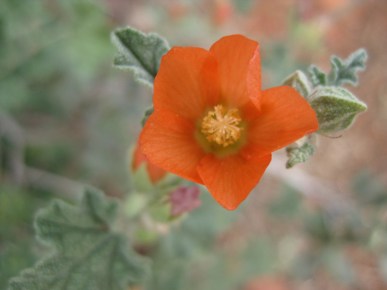 Globe Mallow