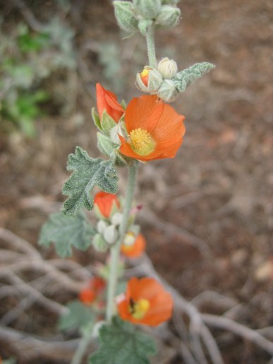 Globe Mallow