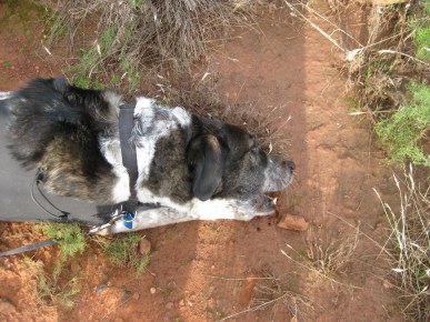 Bongo chewing on a bone
