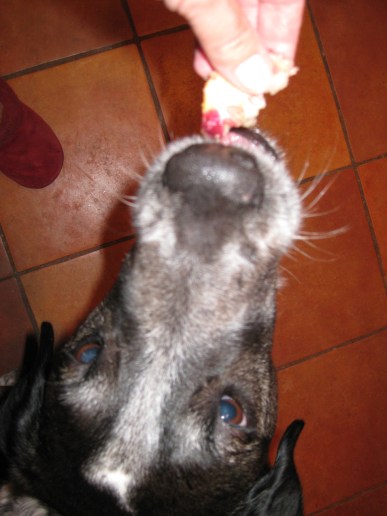 Bongo being handed a piece of bread