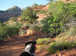 Bongo Looking Down the Trail