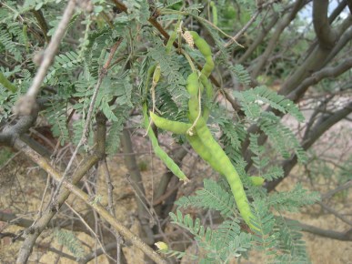 Mesquite Beans Mesquite seed pods