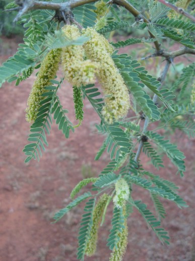 Mesquite Blossoms Mesquite Blossoms