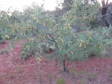 Mesquite in Bloom Mesquite tree in bloom