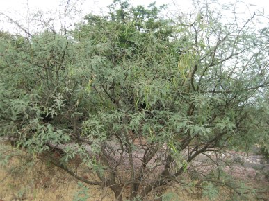 Mesquite with Beans Mesquite tree with seed pods