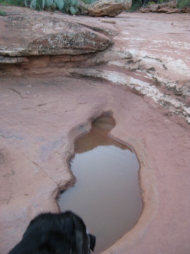 New Puddle Bongo at a new puddle