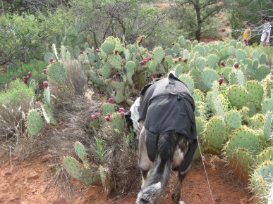 Bongo into the prickly pear in a new spot