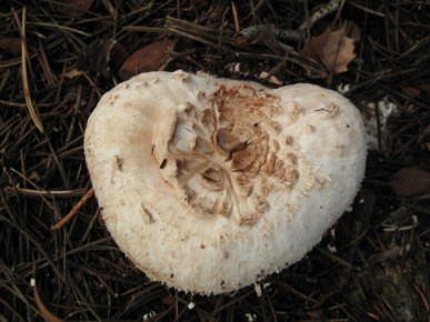 Funny shaped mushroom