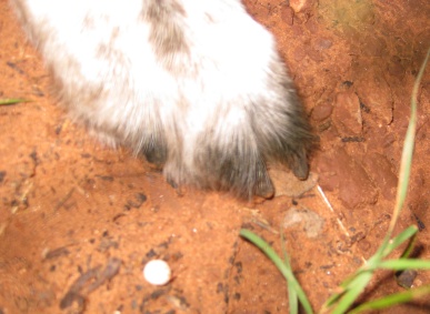 Bongo's Paw and a Dot Mushroom
