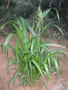 Clump of grass with thick blades going to seed