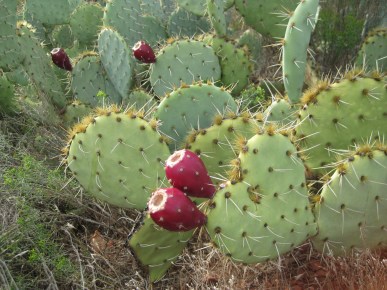 Prickly pears with fruit