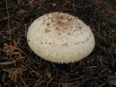 Round Mushroom