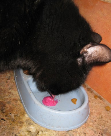 Scratchy eating Sorbet